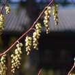 Stachyurus chinensis: Bild 2/3
