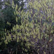 Stachyurus chinensis: Bild 3/3