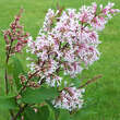 Syringa tomentella: Bild 1/1