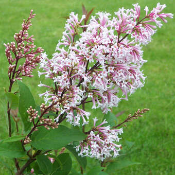 Syringa tomentella