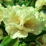 Rhododendron Yakusimanum Hybr. - gelb - Berg-Rhododendron