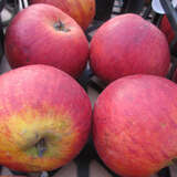 Malus domestica 'Gerlinde' - Herbstapfel