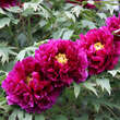 Paeonia suffruticosa violett: Bild 1/2