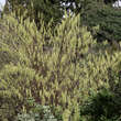 Stachyurus chinensis: Bild 1/3