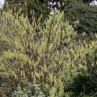 Stachyurus chinensis