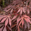 Acer palmatum 'Sumi-nagashi': Bild 1/2