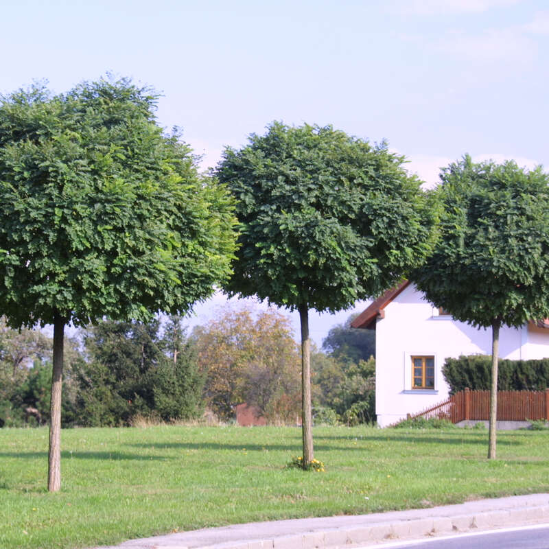kürbis wie oft düngen Purgrün Bio-Kürbis-Dünger 1 kg main image 0