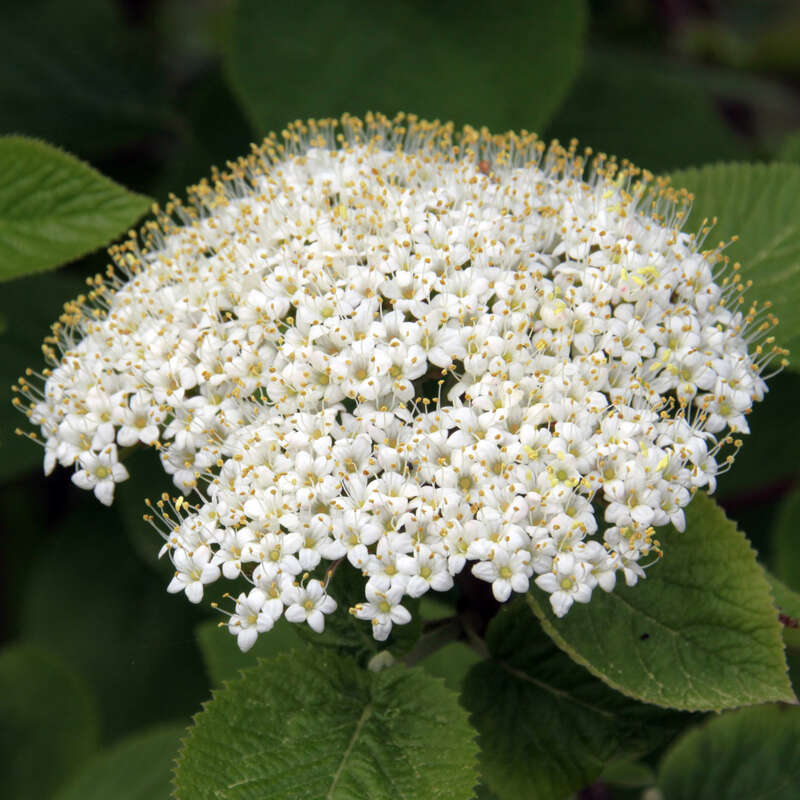 Wolliger Schneeball - Viburnum lantana - weiß