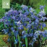 Scilla sibirica - Blaustern