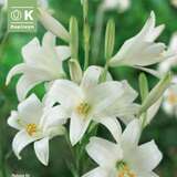 Lilium candidum - Madonnen-Lilie