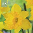 Narcissus Dutch Master - Narzisse