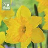 Narcissus Dutch Master - Narzisse