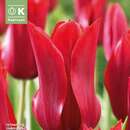 Tulipa Pretty Woman - Lilienblütige Tulpe