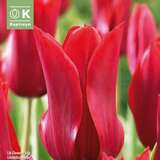 Tulipa Pretty Woman - Lilienblütige Tulpe