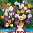 Crocus botanisch Mischung: Bild 1/1