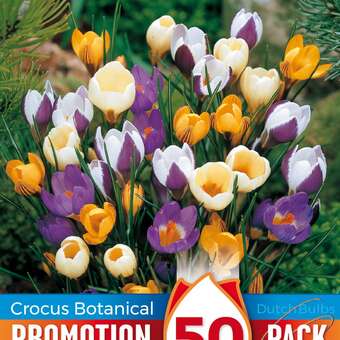 Crocus botanisch Mischung