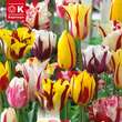 Perfect Combination Tulpen Fireworks: Bild 1/1