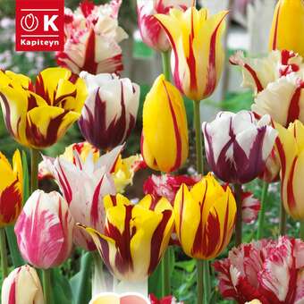 Perfect Combination Tulpen Fireworks