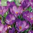 Crocus tommasinianus 'Ruby Giant': Bild 1/1