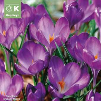 Crocus tommasinianus 'Ruby Giant'