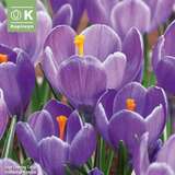 Crocus vernus 'Grand Maitre' - Krokus großblumig