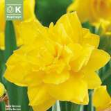 Narcissus Golden Ducat - Narzisse