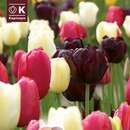 Lovely Combination Einf.Späte Tulpen schwa.,pink,weiß - Tulpen-Mischung
