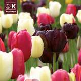 Lovely Combination Einf.Späte Tulpen schwa.,pink,weiß - Tulpen-Mischung