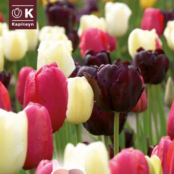 Lovely Combination Einf.Späte Tulpen schwa.,pink,weiß