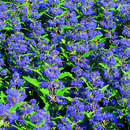 Bartblume - Caryopteris clandonensis 'Grand Bleu'
