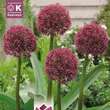 Allium Ostara: Bild 1/1