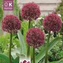 Allium Ostara - Zierlauch