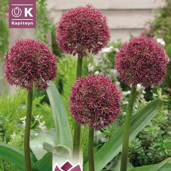 Allium Ostara