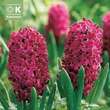 Hyacinthus Woodstock: Bild 1/1