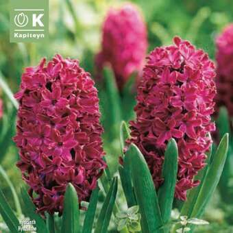 Hyacinthus Woodstock