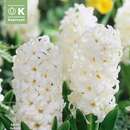 Hyacinthus White Pearl - Hyazinthen