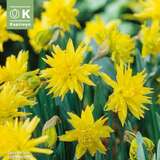 Narcissus Rip van Winkle - Narzisse