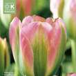 Tulipa Groenland: Bild 1/1