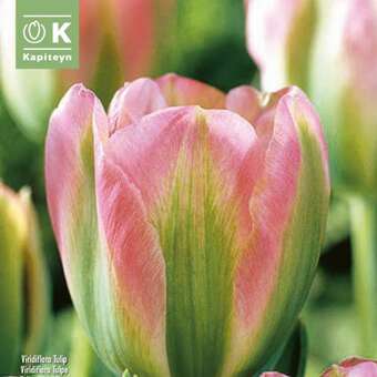Tulipa Groenland