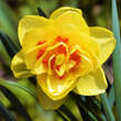 Narcissus Tahiti: Bild 1/1