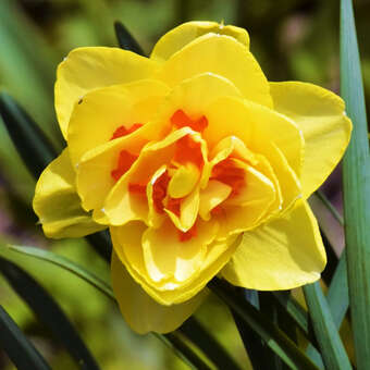 Narcissus Tahiti