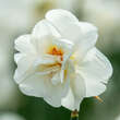 Narcissus Bridal Crown: Bild 1/1