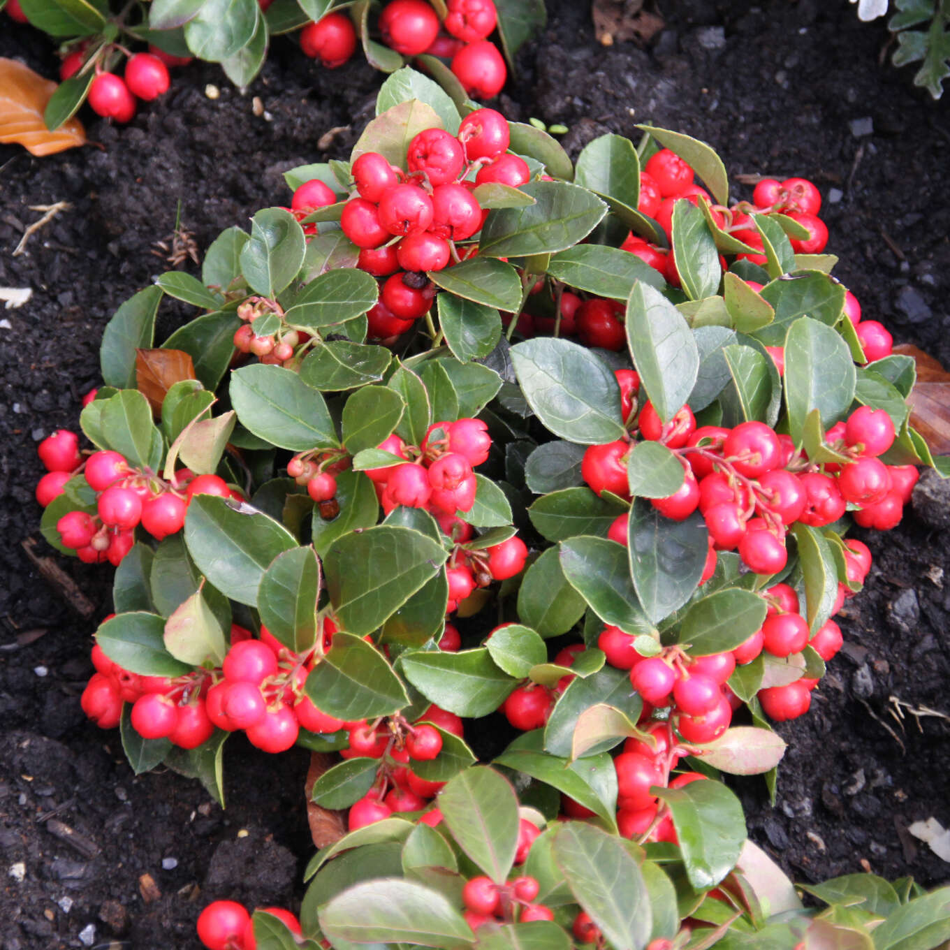 Scheinbeere Gaultheria procumbens weiß