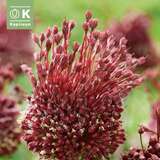 Allium Red Mohican - Zierlauch