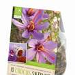 Crocus sativus: Bild 1/1