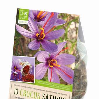 Crocus sativus