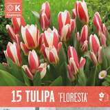 Tulpe kaufmanniana Floresta - Kaufmanniana Tulpe