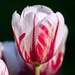 Tulpe Happy Generation: Bild 1/1