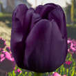 Tulpe Queen of Night: Bild 1/1