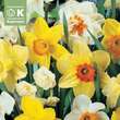 Narcissus Prachtmischung: Bild 1/1